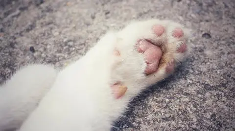 Karpacz: kot zastrzelony za łapanie ptaków