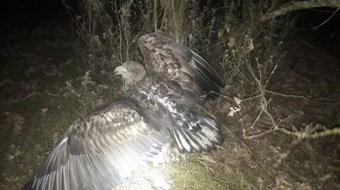 Końskie. Mieszkaniec uratował orła