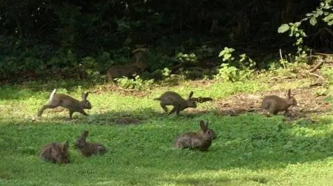Słowackie zające pomogą polskim przedłużyć gatunek
