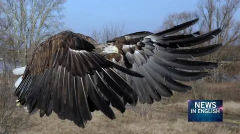 A white-tailed eagle was in very bad condition but recovered well thanks to the bird asylum in Warsaw&#039;s Zoo