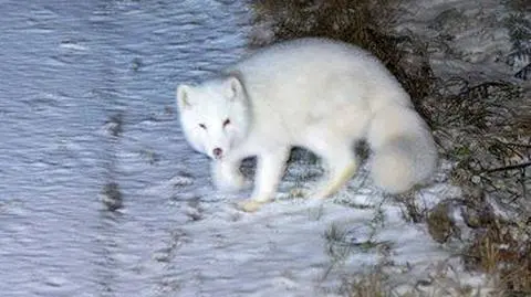 Lisa zauważyła jedna z turystek