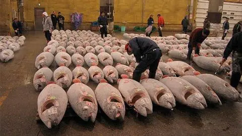 Taaaki tuńczyk! I drogi