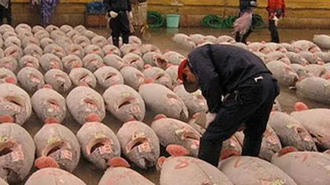 Jeden tuńczyk drogi jak Porsche