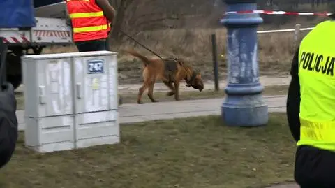 Pies tropiący przy moście św