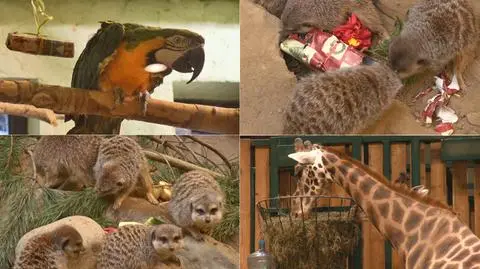 Gdańsk: Świąteczne prezenty rozdano w gdańskim zoo