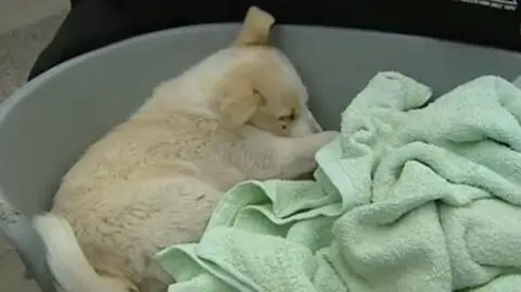 "Przykryła go miską i czekała, aż skona". 
Kokos czuje się znacznie lepiej