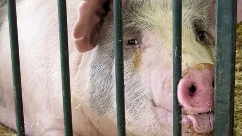 Zbawienne skutki świńskiej grypy