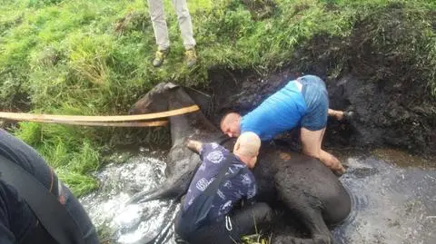 Stilo: Strażacy uratowali konia