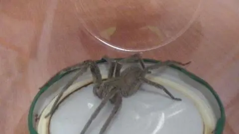 Egzotyczny pająk znaleziony w sklepie w Miliczu