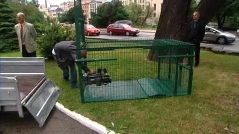 Zastawiają pułapkę na pumę