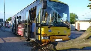 Autobus został zepchnięty na drzewo