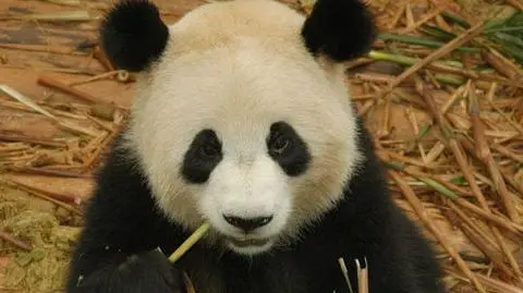 Panda wraca do domu - musi nauczyć się chińskiego