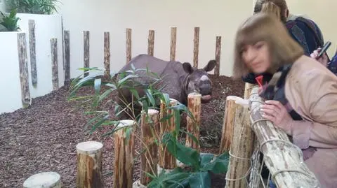 Nowy wybieg dla nosorożców we wrocławskim zoo