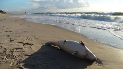 Ciało morświna znalezionego w Rowach