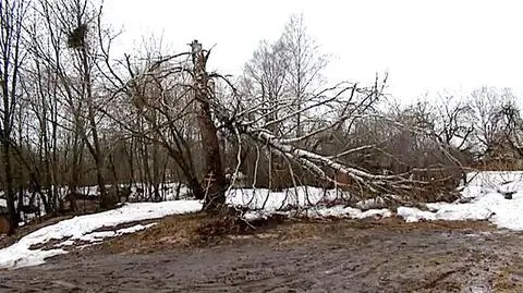 Przełamana brzoza. Lasek broni raportu komisji Millera