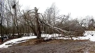 Brzoza, w którą uderzył tupolew