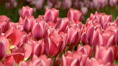Szczególny tulipan