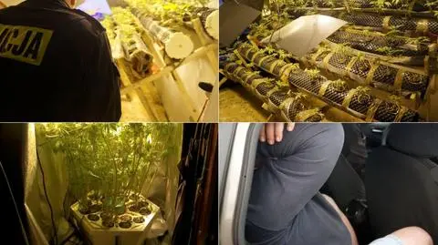 Szajka producentów i sprzedawców marihuany wykryta w Żorach