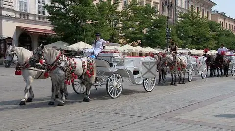 Upał? Konie w Krakowie do cienia mogą przejść dopiero po 13