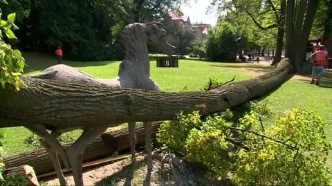 Dziewczynka zginęła przygnieciona przez drzewo, które runęło na ziemię w miejskim parku