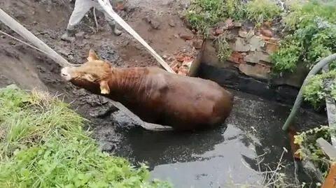 Garbina. Byk wpadł do szamba. Pomogli strażacy