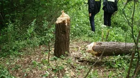Ścięli drzewo na imprezie. Przygniotło kolegę
