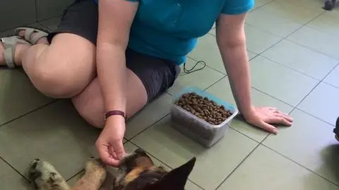 Świerklaniec. Pies żywcem zjadany przez muchy zdrowieje i ma nowy dom