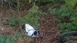 Pies został porzucony w lesie