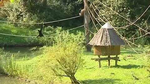 Ruszyła budowa domku dla gibonów
