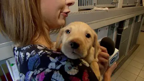 Dni otwarte we wrocławskim schronisku. Zwierzęta czekają na adopcję