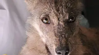 Wilk już wkrótce trafi do zoo