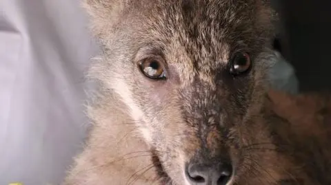 Z Bieszczad do zoo. W Poznaniu pojawi się wataha wilków