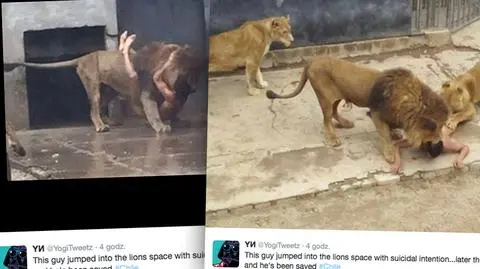 Chile. Nagi mężczyzna wskoczył do wybiegu z lwami w zoo