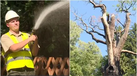 "Kroplówka" dla dębu Chrobry. Leśnicy walczą o jego życie