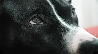 Pitbull przegrał ze zdesperowaną kobietą