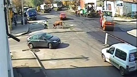 Byk zaatakował policjanta. 
Uciekł z farmy