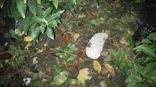 Pies został zakatowany 