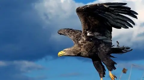 Operacja: orzeł. Bielik odleciał