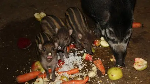Poznańskie zoo chwali się trzema świnkami
