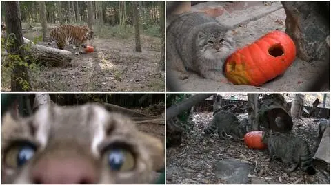 Koty w zoo też obchodzą halloween