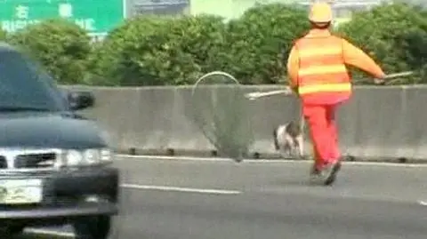 Świnka blokuje autostradę