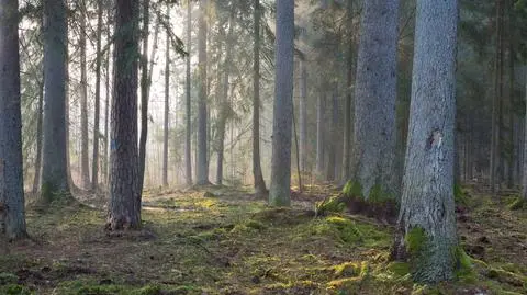 Puszcza Białowieska otwarta dla mieszkańców