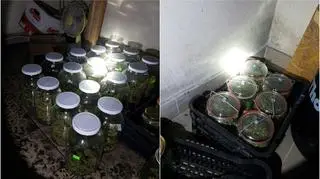 W domu mężczyzny policjanci znaleźli 31 słoików z marihuaną
