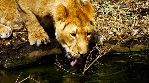 Kończą budowę lwiarni w Gdańsku. "Nie będzie krat i klatek"
