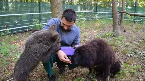 Nowy przyjaciel Cisnej. Niedźwiedzica z psem na jednym wybiegu