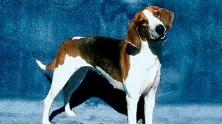 Na czterech łapach nie da się wejść do strefy Schengen