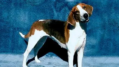 Nie dla psa...Schengen