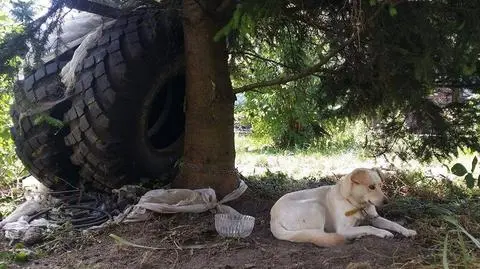 Kraków. Pies przywiązany do opon