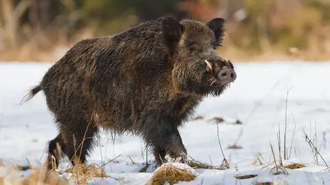 Malechowo: dzik zaatakował cztery osoby
