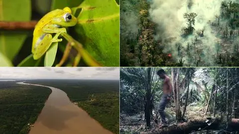 Amazonia wycinana w zastraszającym tempie ("Polska i Świat" z 5.07.2019)